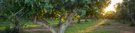 Perek Shira of Tuesday