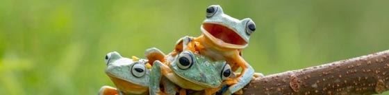 Perek Chira du vendredi