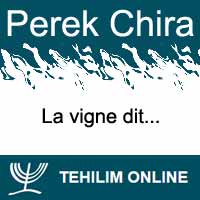 Perek Chira : La vigne dit